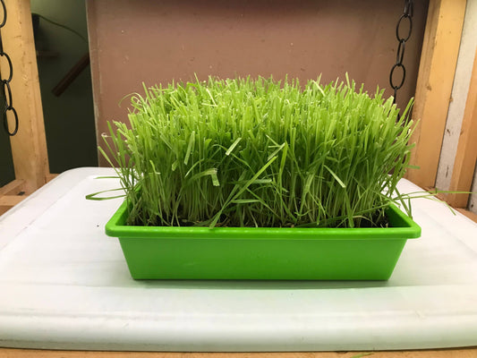 10” x10” Cat Grass Garden Tray/ organic seed: Green