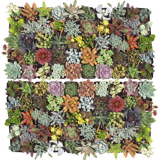 Ultimate Variety Succulents 2" Pots