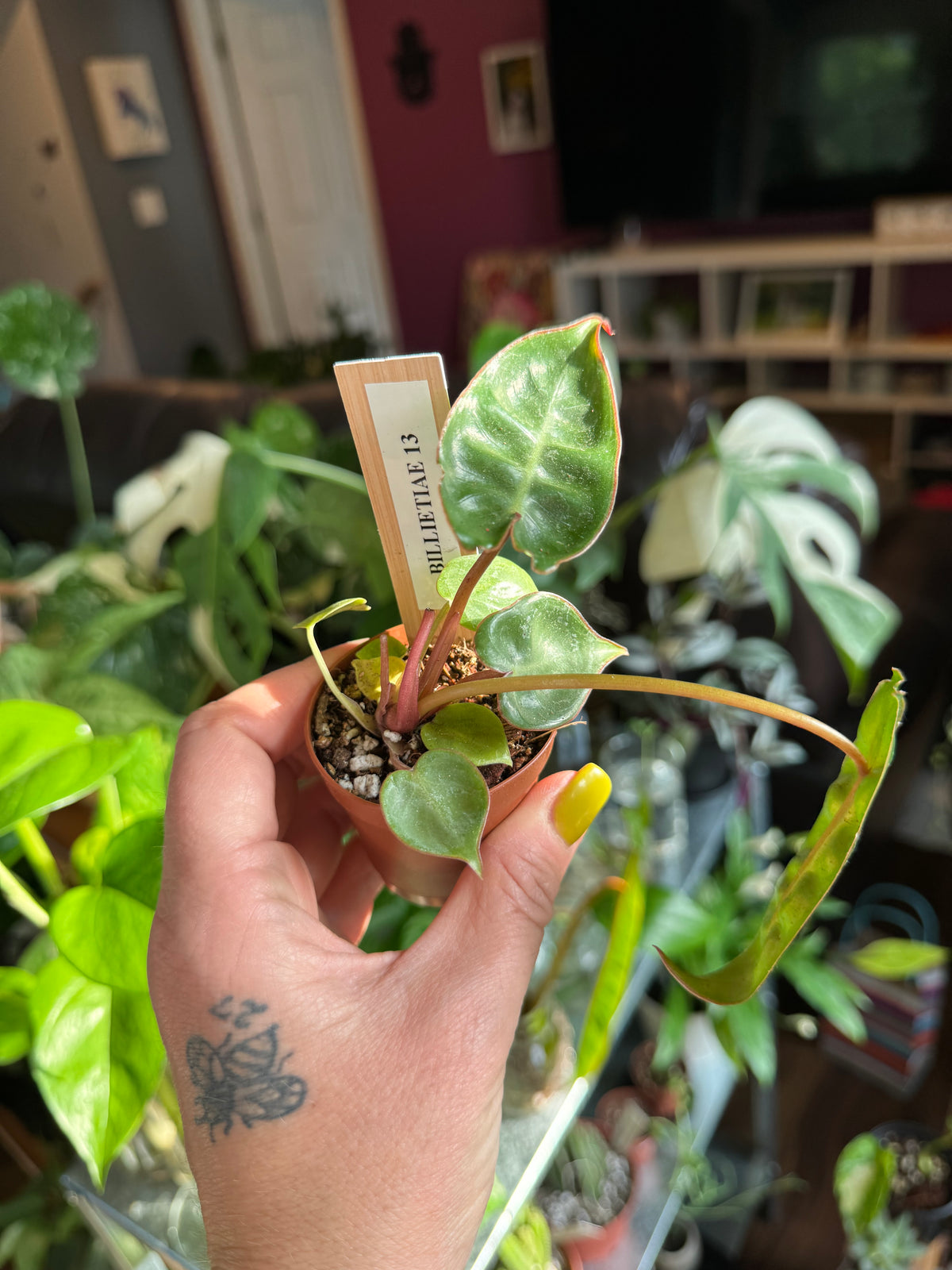 Philodendron Billietiae