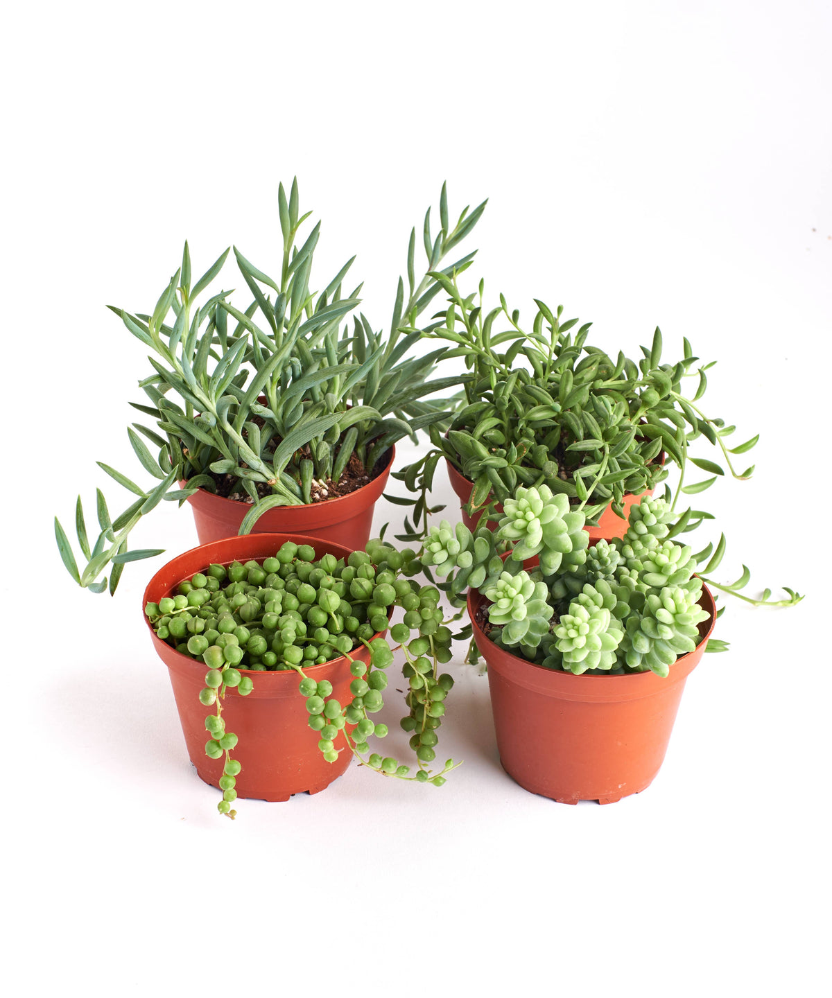 Mixed Hanging Succulent Pack in 4" Grow Pots (Pack of 4)