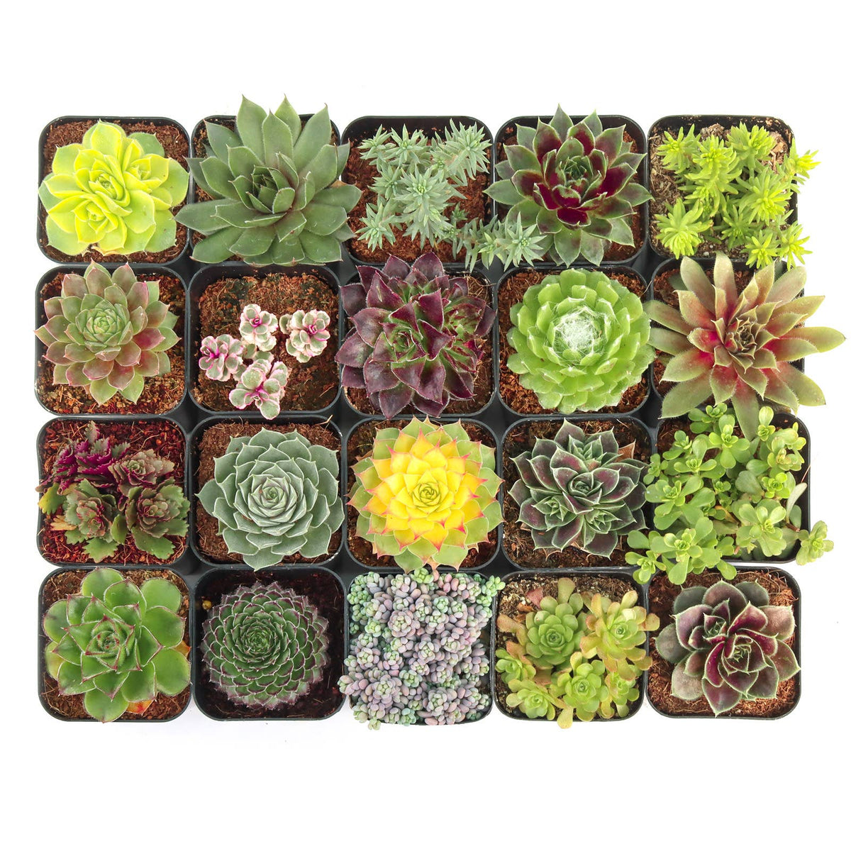 Hardy Outdoor Succulents 2" Pots