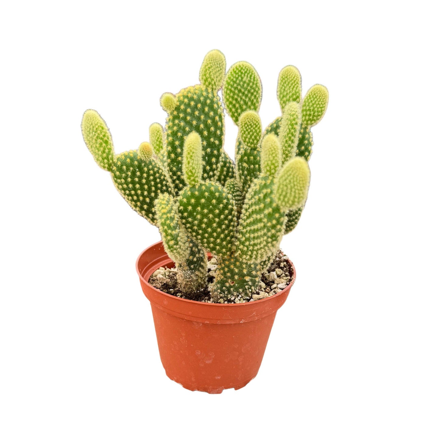 Bunny Ears Cactus