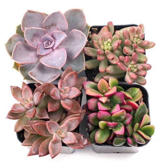 Pink & Purple & Red Succulents 2" Pots