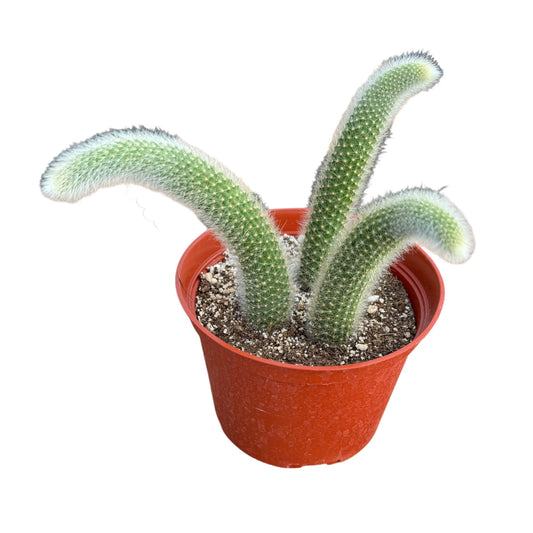 Monkey Tail Cactus