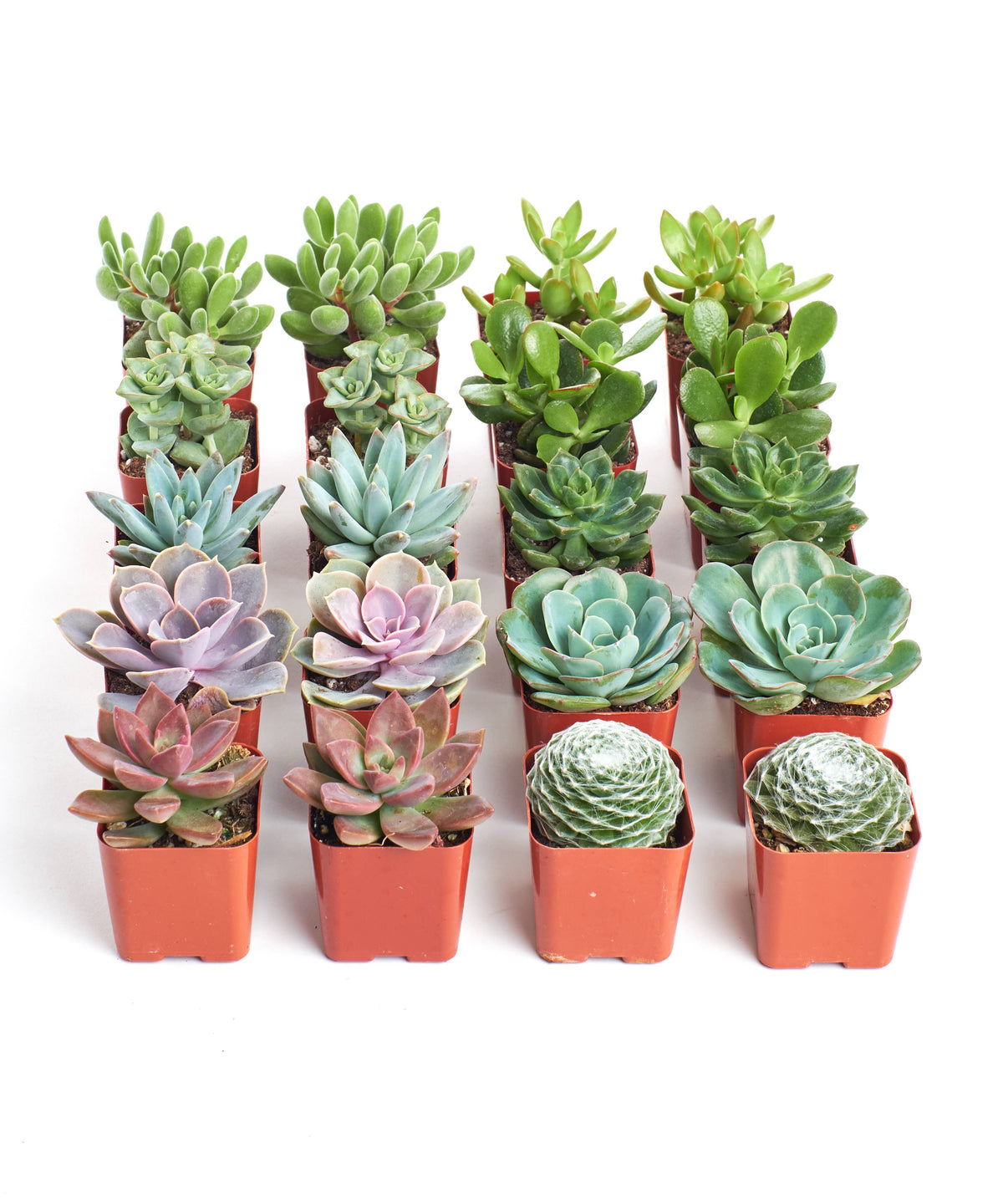Assorted Succulent in 2" Pots: