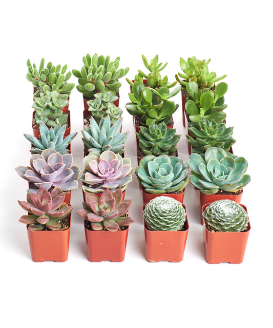 Assorted Succulent in 2" Pots:
