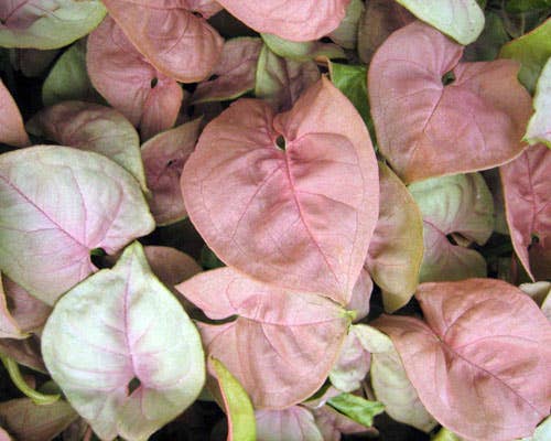 Syngonium Neon Robusta Starter: Yes. 3 inch pot.