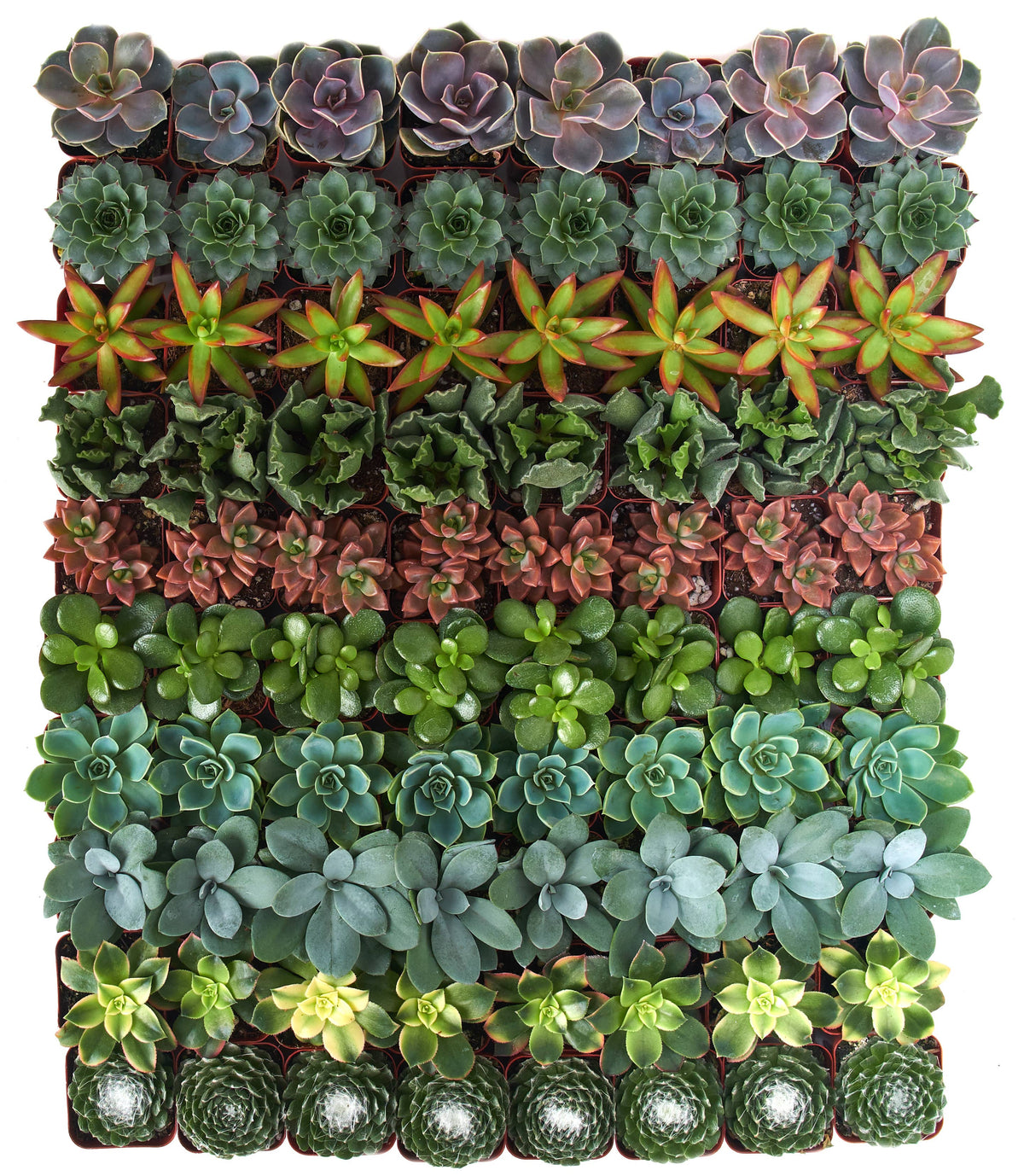 Assorted Succulent in 2" Pots: