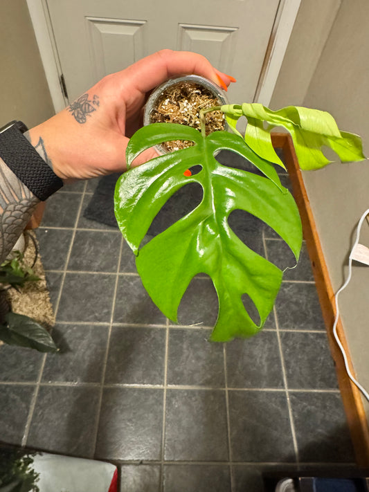 Mini Monstera