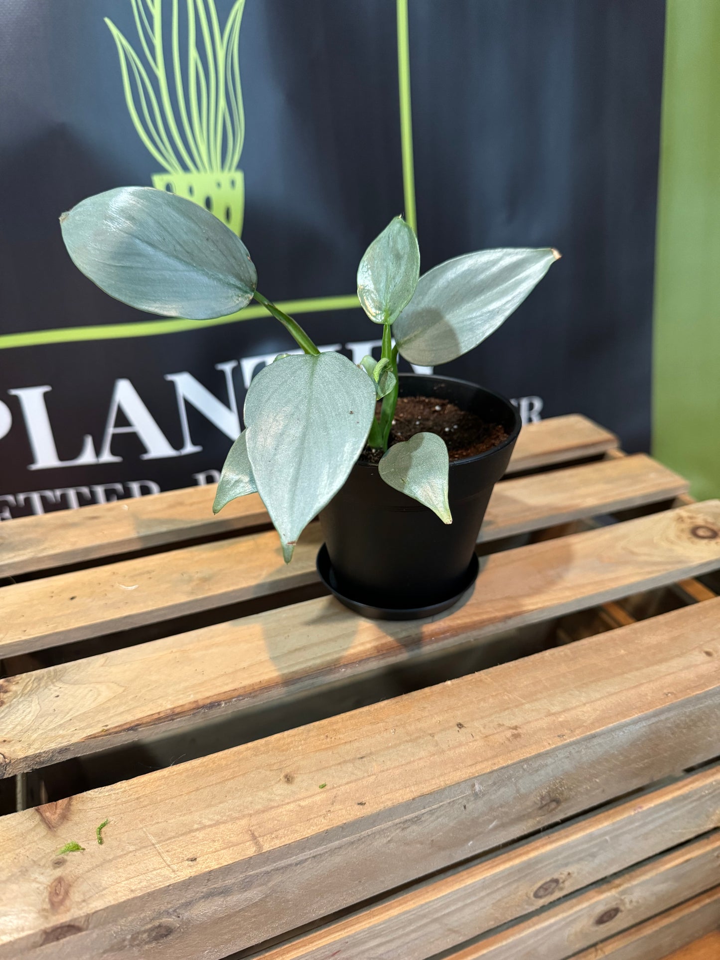 Silver sword Philodendron