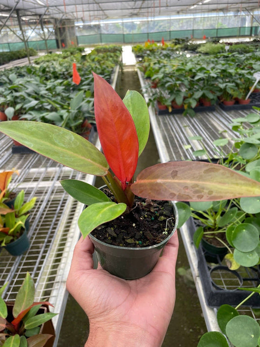 Philodendron 'Sun Red' - 4" Pot: 4" Pot