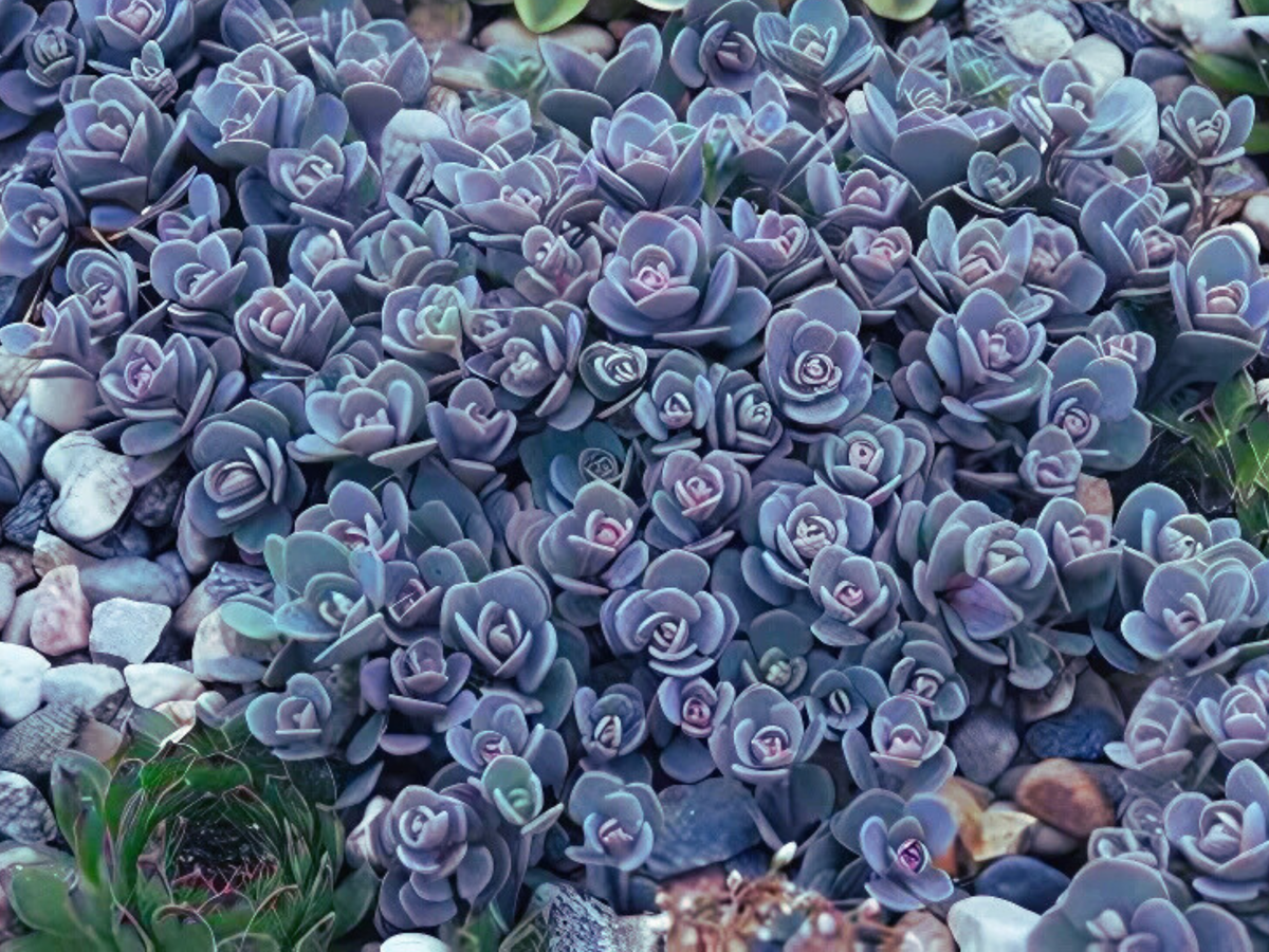 10/15/30 Perennial Sedum 'Blue Elf' Stonecrop Bulk Plants: 10 Sedum 'Blue Elf'