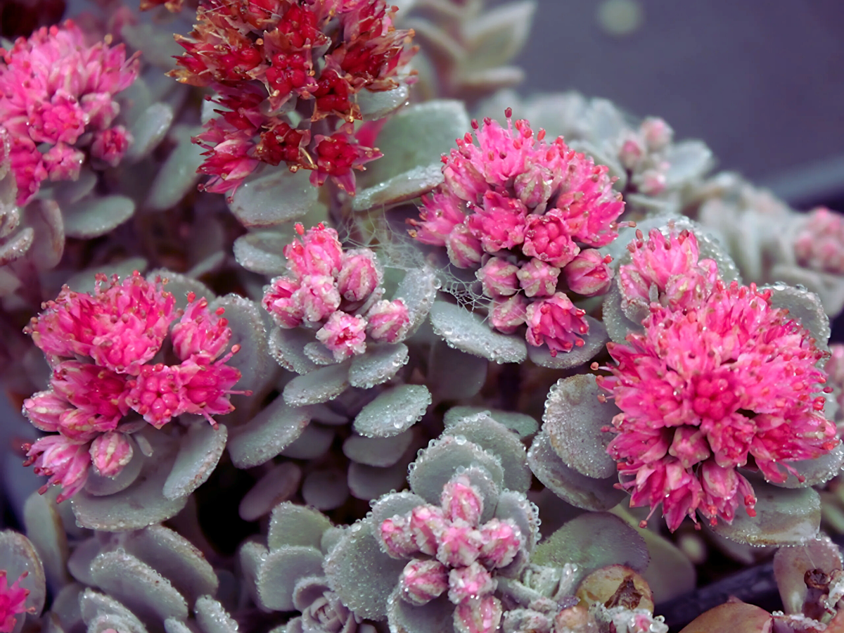 10/15/30 Perennial Sedum 'Blue Elf' Stonecrop Bulk Plants: 10 Sedum 'Blue Elf'
