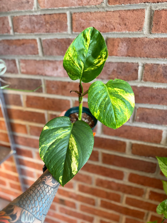 Large Leaf Golden Pothos