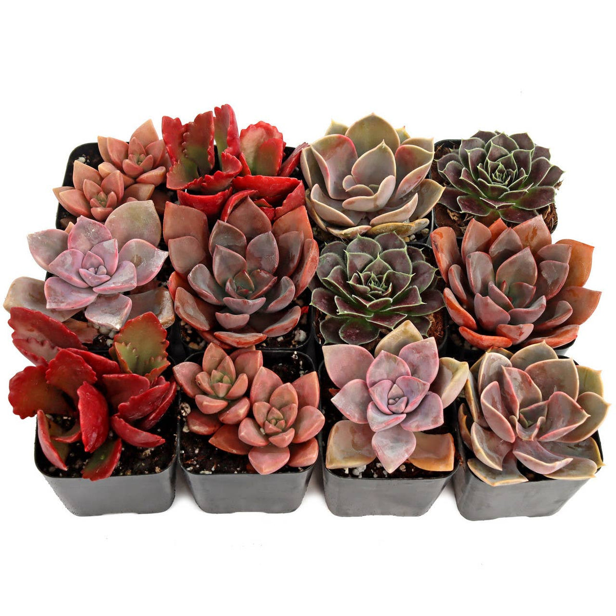 Pink & Purple & Red Succulents 2" Pots