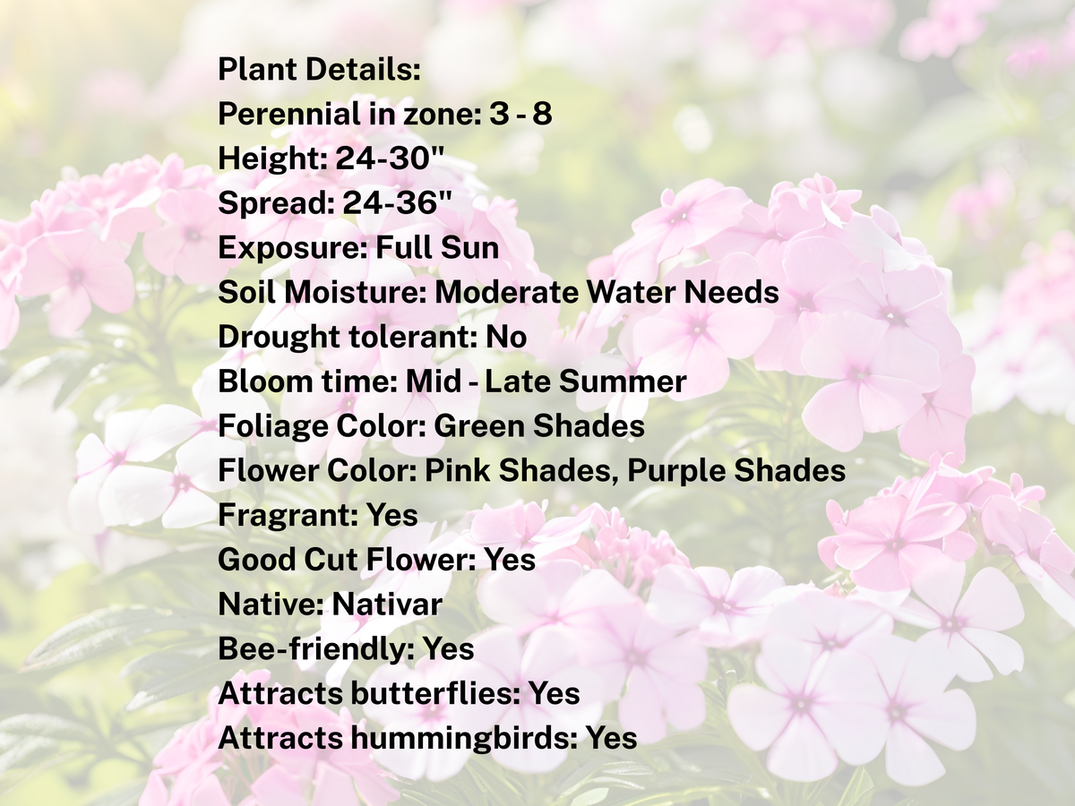 510/15/30 Perennial Phlox 'Laura' Bulk Landscape Plants: 5 Phlox 'Laura'