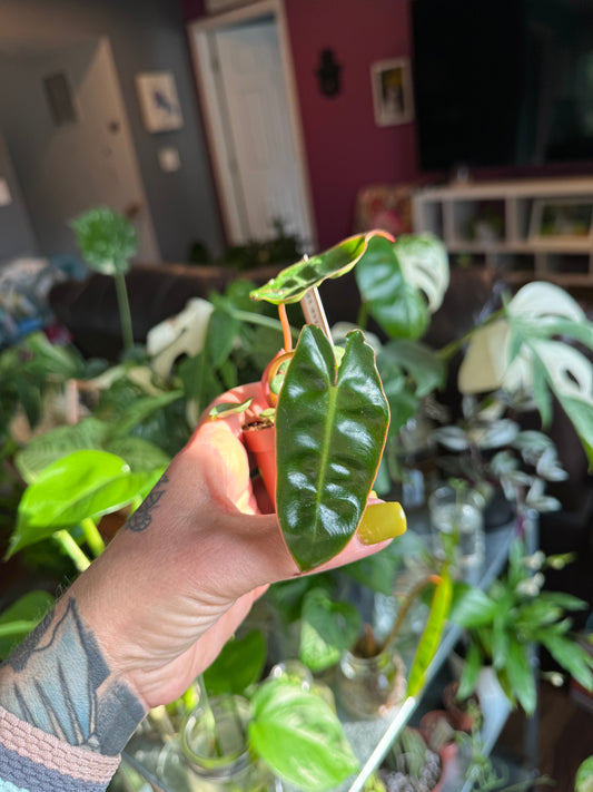 Philodendron Billietiae