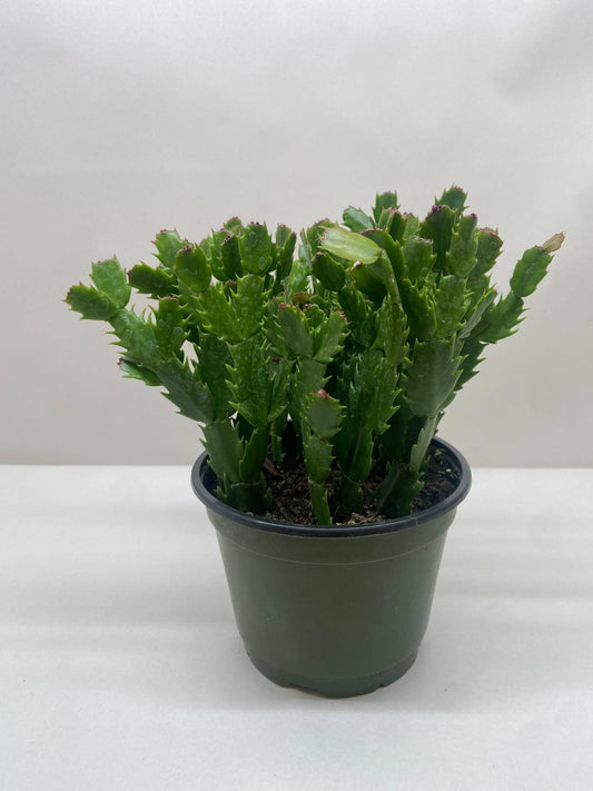 Christmas Cactus