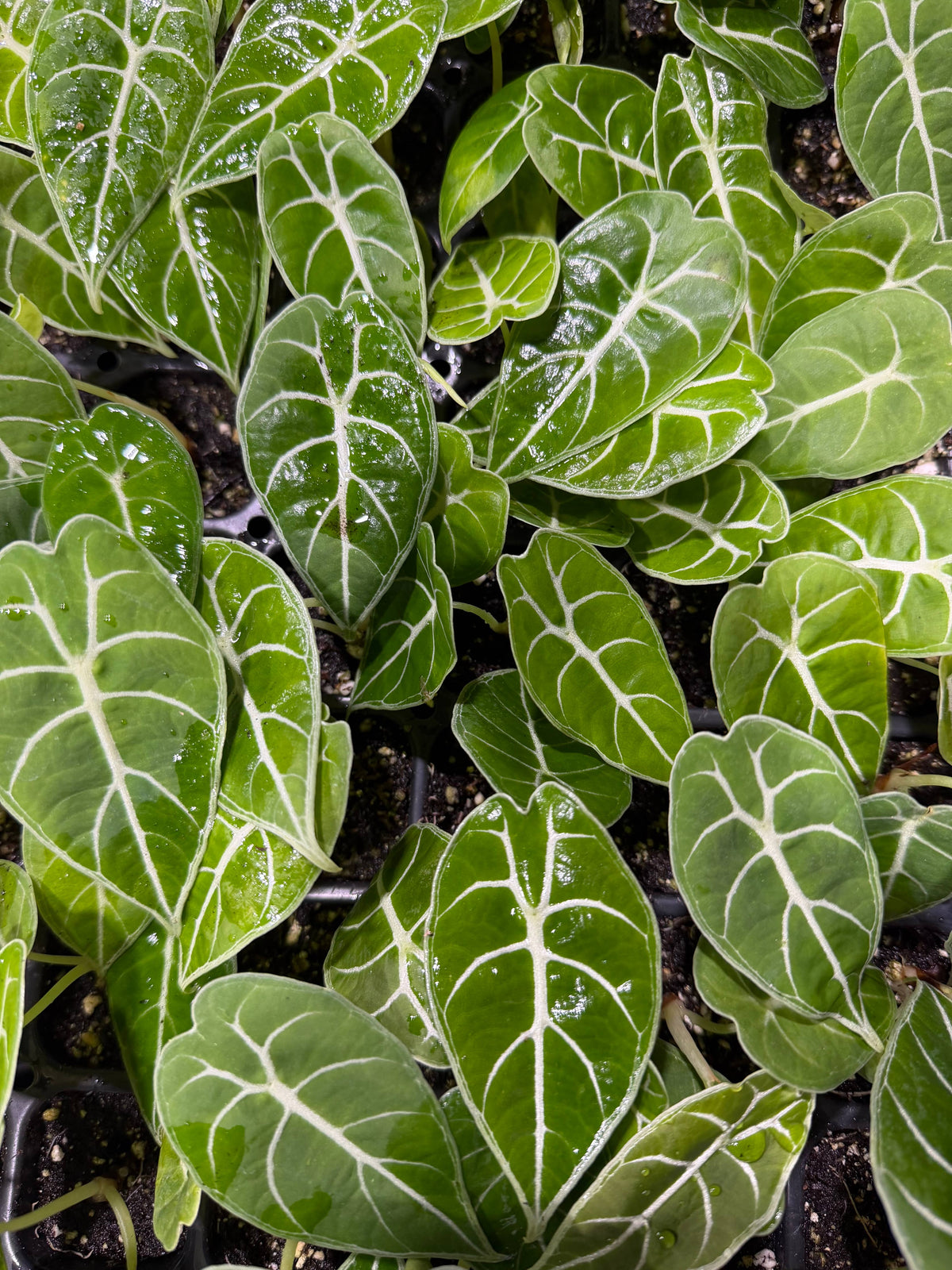 Alocasia Watsoniana : Yes. Please pot them in a 3 inch pot.