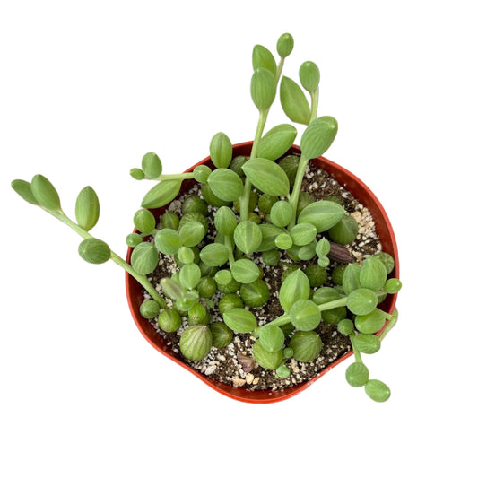 String of Watermelons: 2 inch