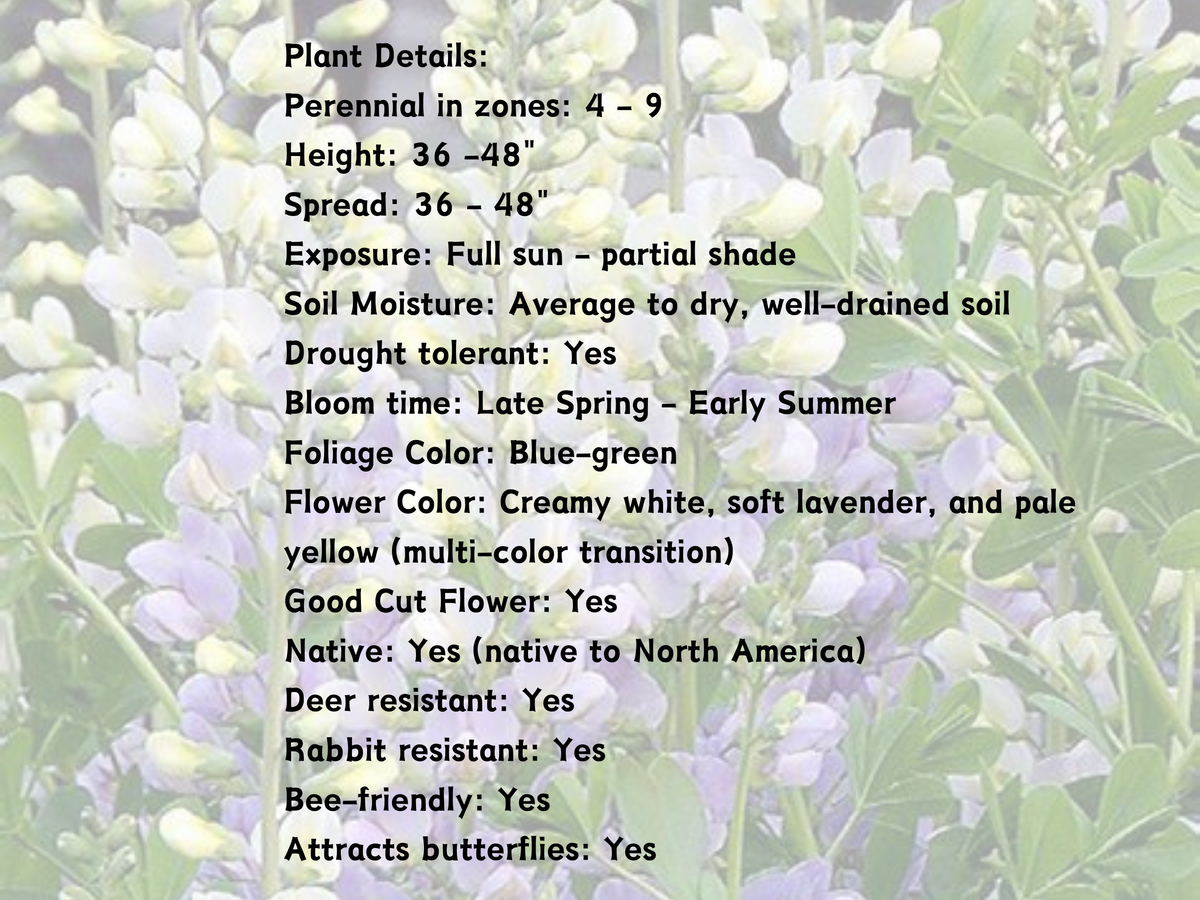 10/15/38 Baptisia Lunar Eclipse False Indigo Landscape Plant: 10 Baptisia 'Lunar Eclipse'