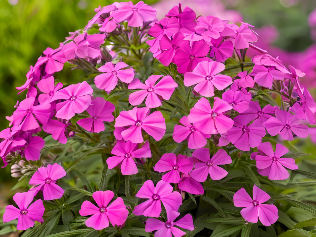 510/15/30 Perennial Phlox 'Laura' Bulk Landscape Plants: 5 Phlox 'Laura'