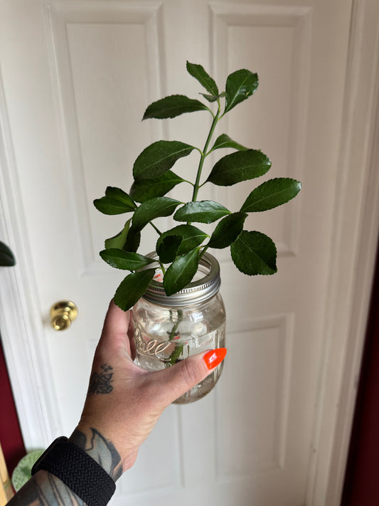 Variegated Japanese Euonymus