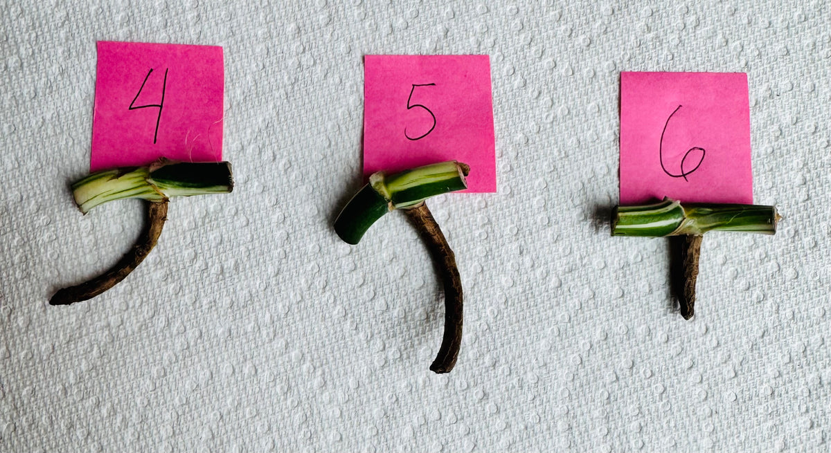 Monstera Albo Node