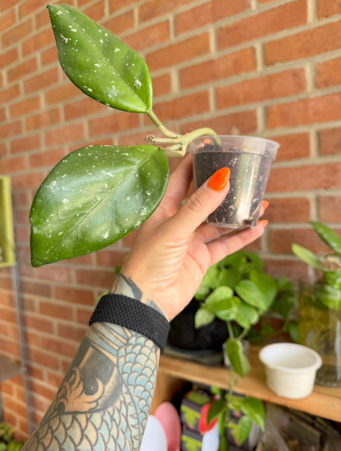 Fully rooted Hoya wax plant