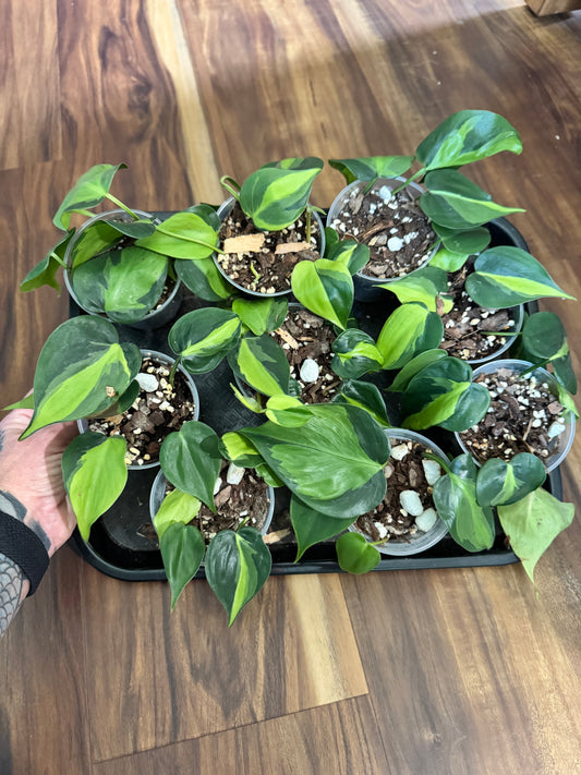 Philodendron Brasil