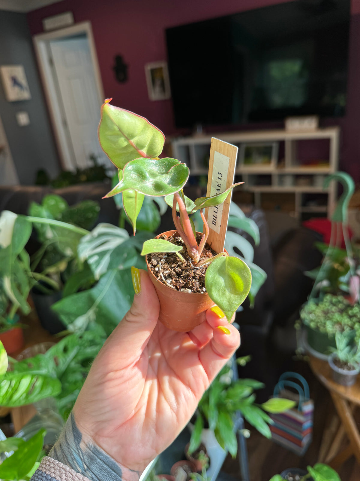 Philodendron Billietiae