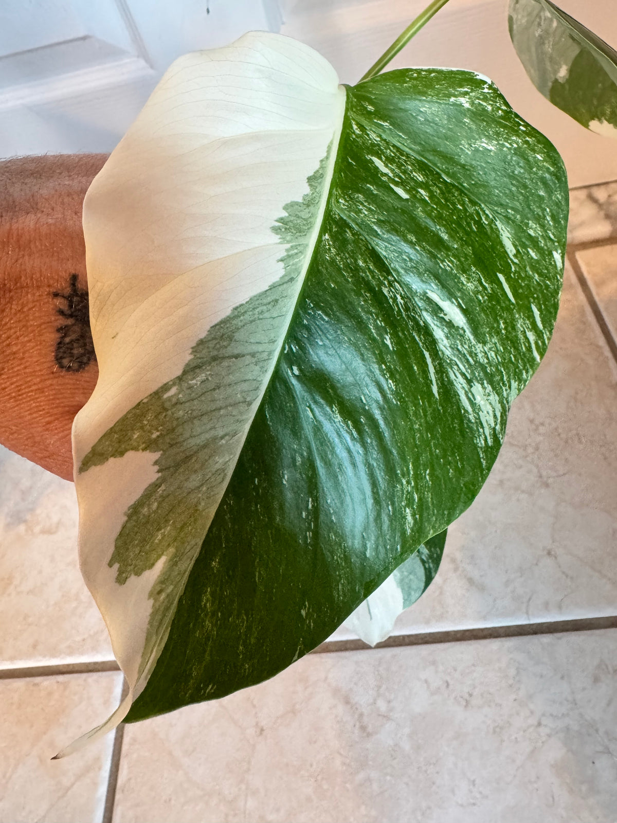 Monstera Albo