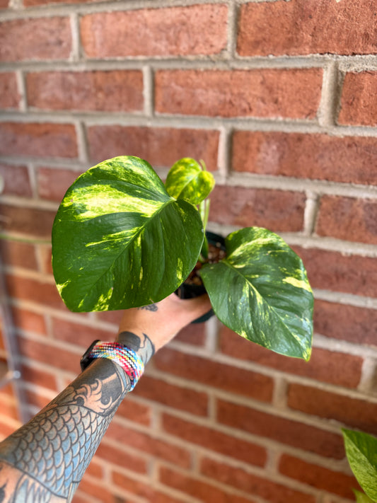 Large Leaf Golden Pothos