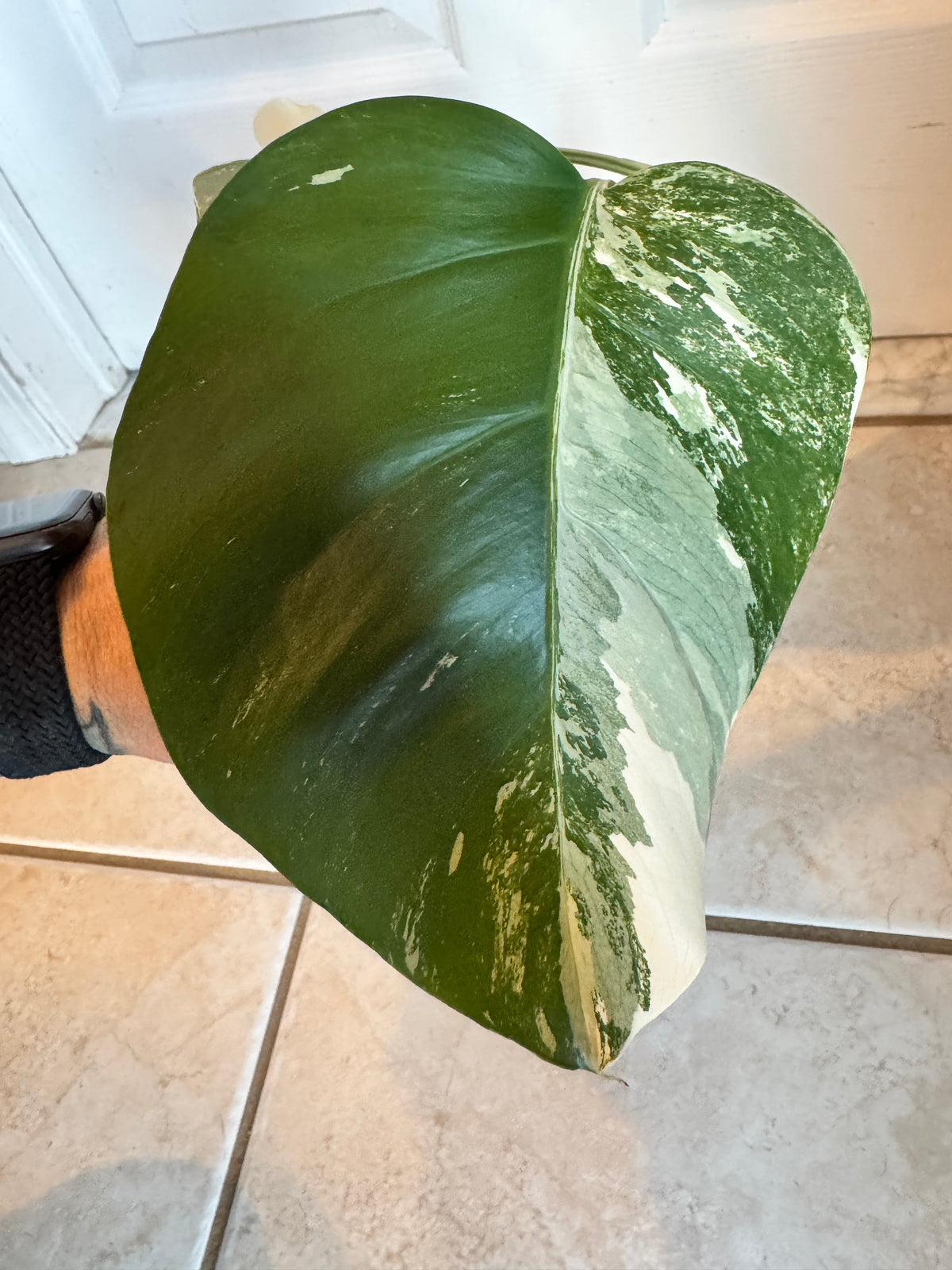 Monstera Albo