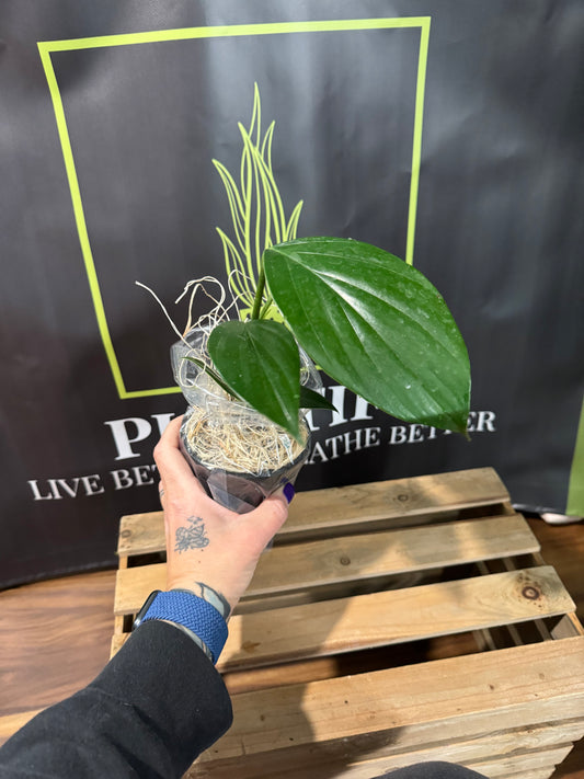 Dragon tail Philodendron