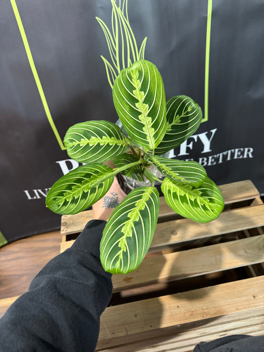 Maranta Lemon lime