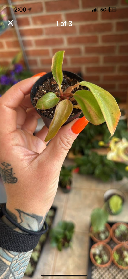 Prince of Orange baby