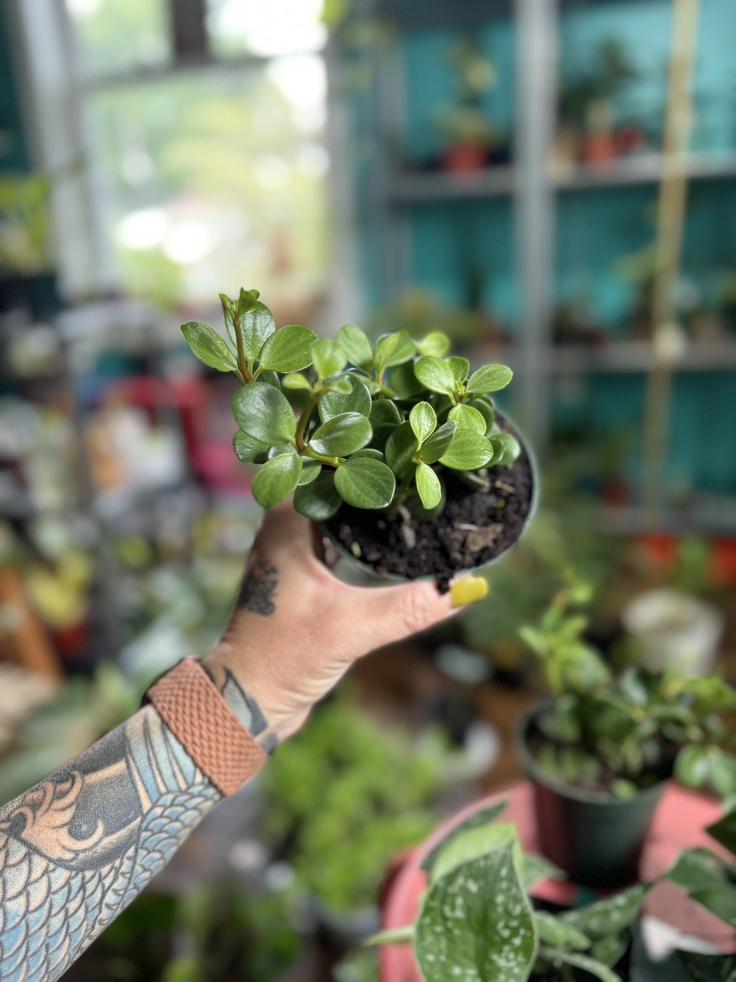 Peperomia Hope