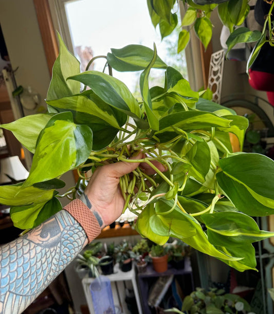 Philo Brasil cuttings