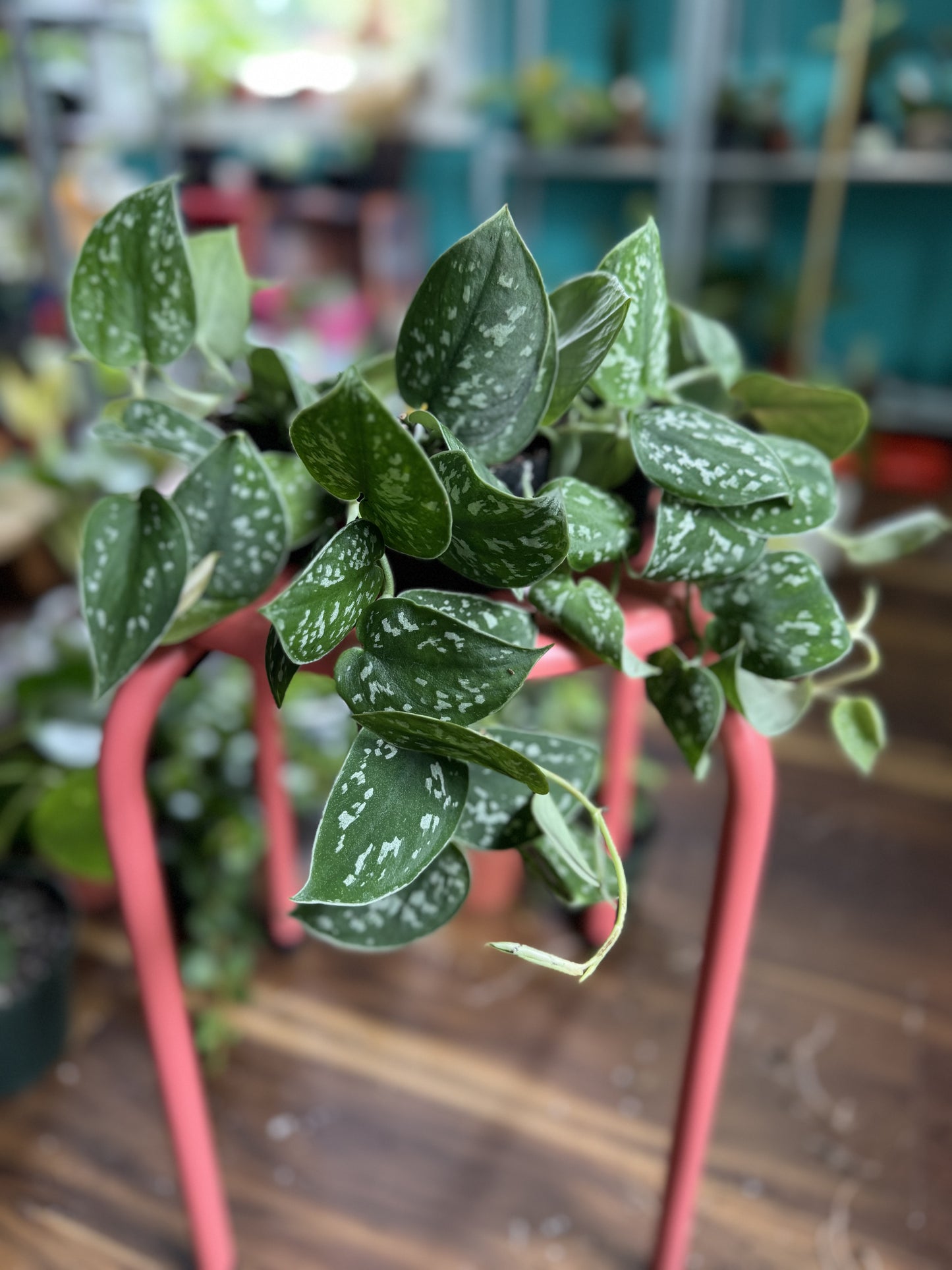 Satin Pothos