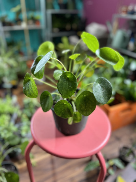 Pilea Peperomiodes (Chinese money plant)