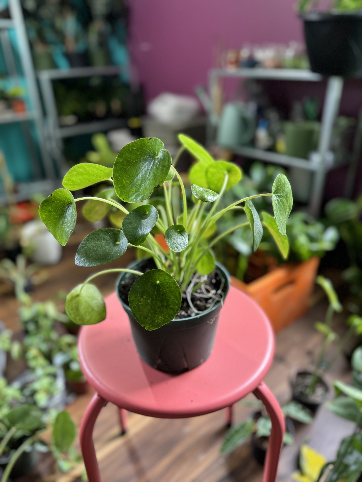 Pilea Peperomiodes (Chinese money plant)