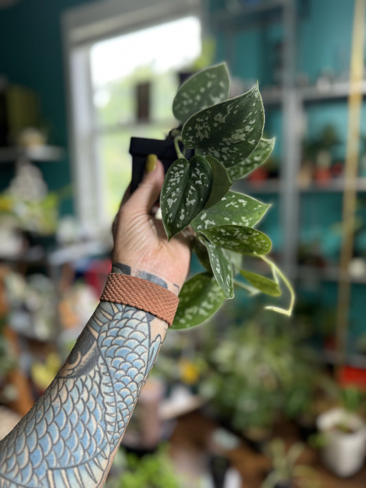 Satin Pothos