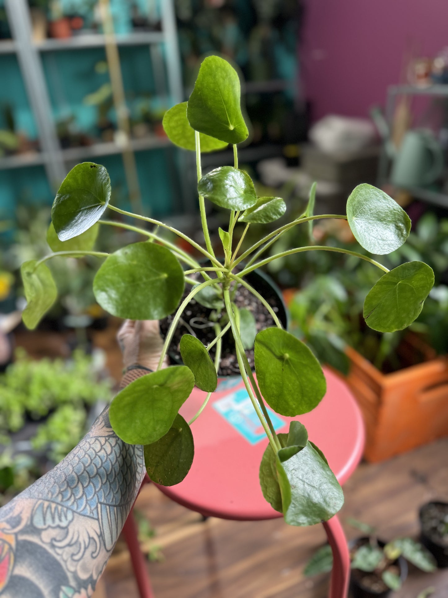 Pilea Peperomiodes (Chinese money plant)