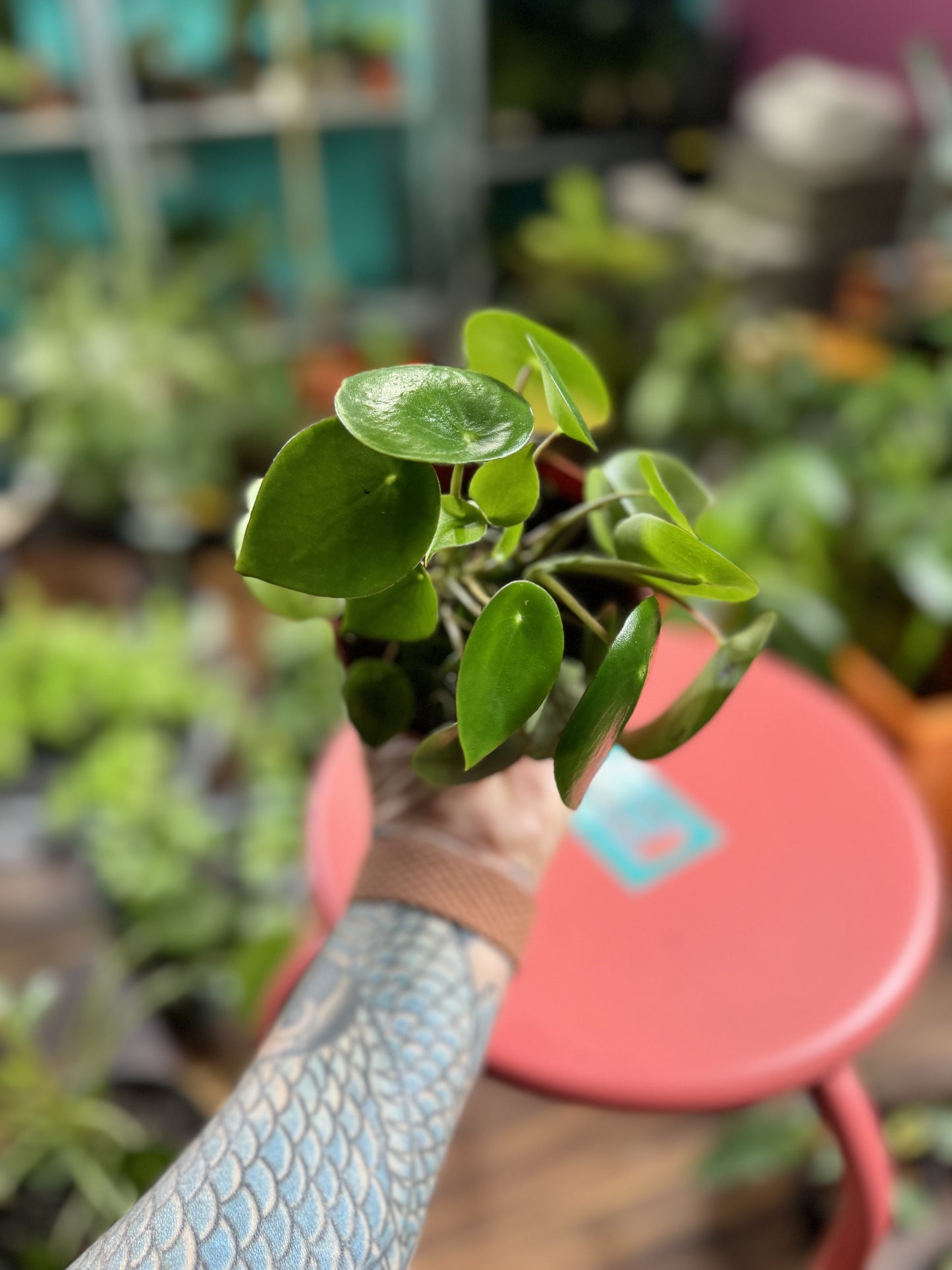 Peperomia Raindrop