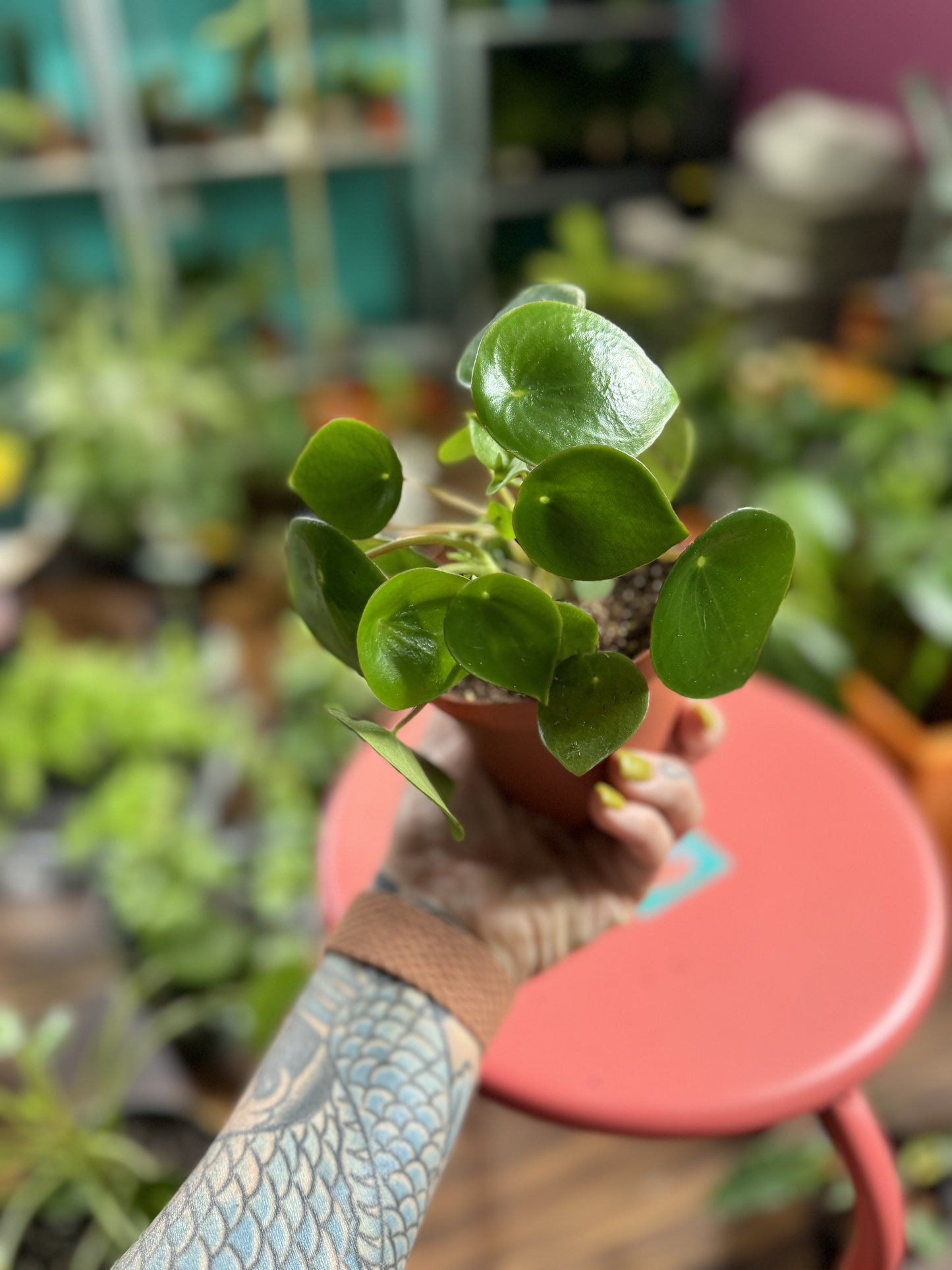 Peperomia Raindrop