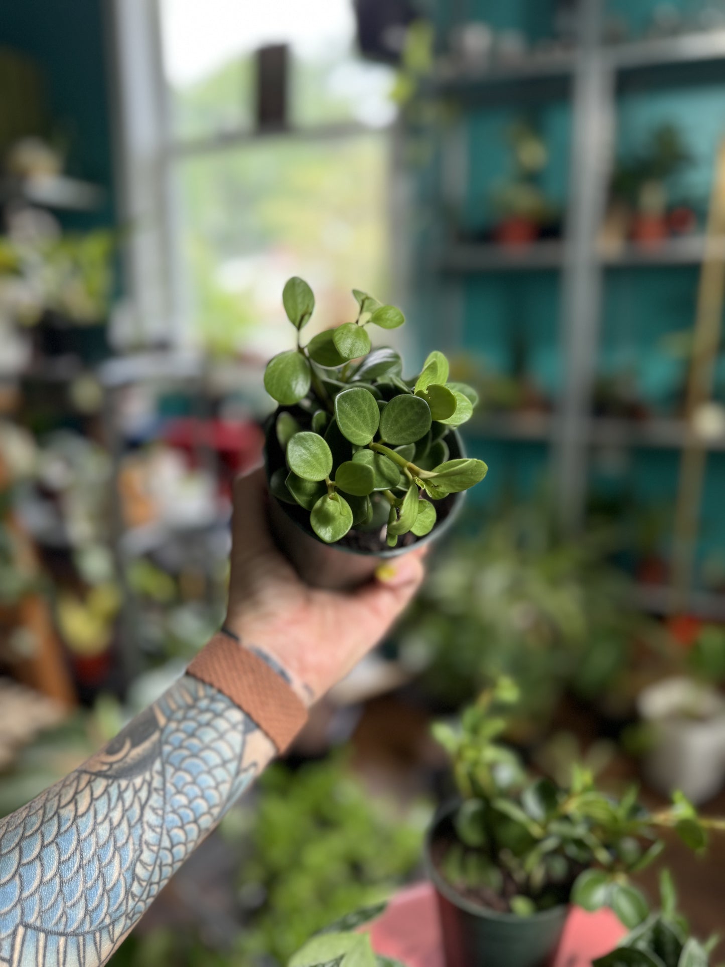 Peperomia Hope