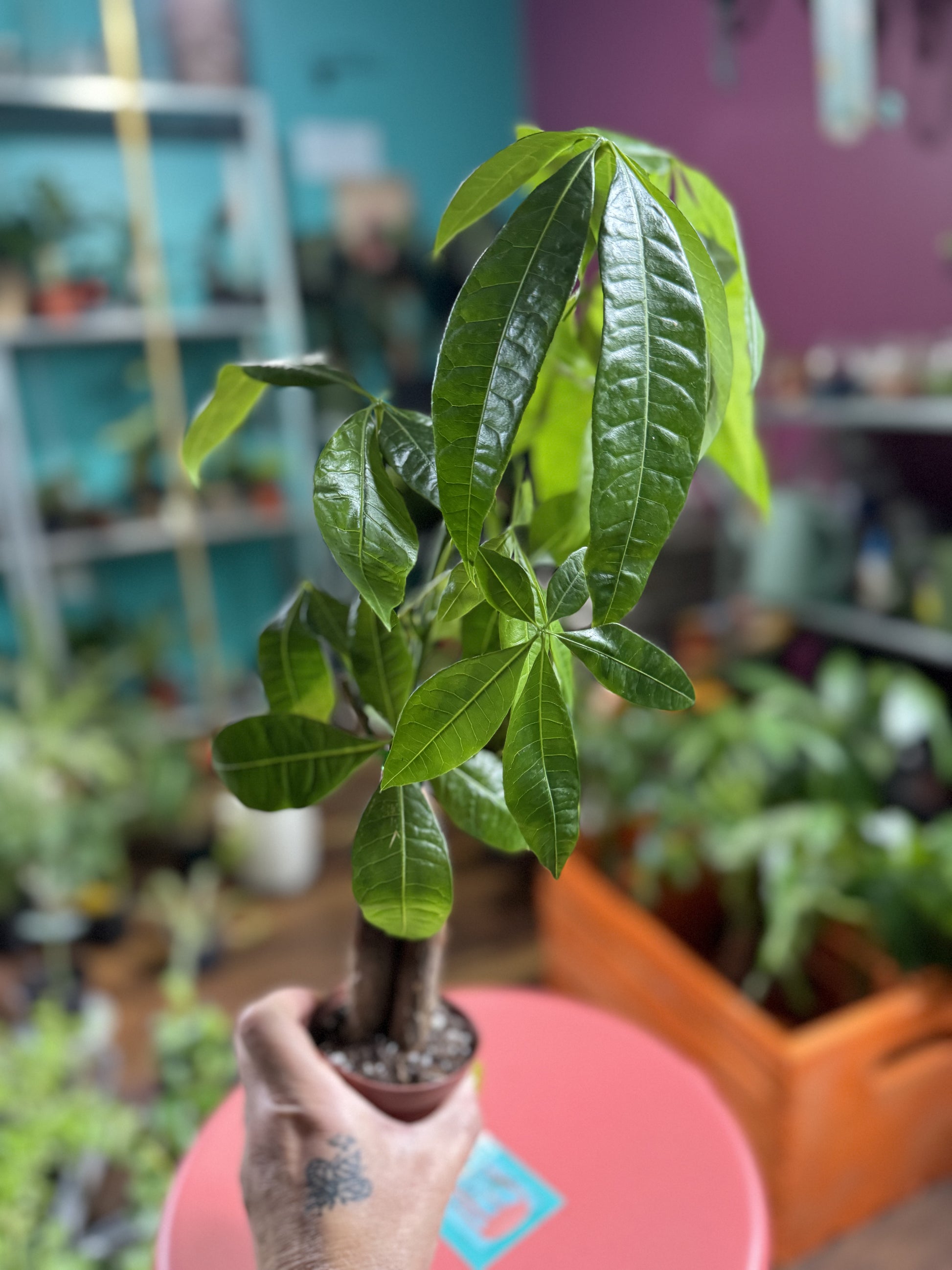 money tree ac Money Tree (Pachira Braid) – Plantify
