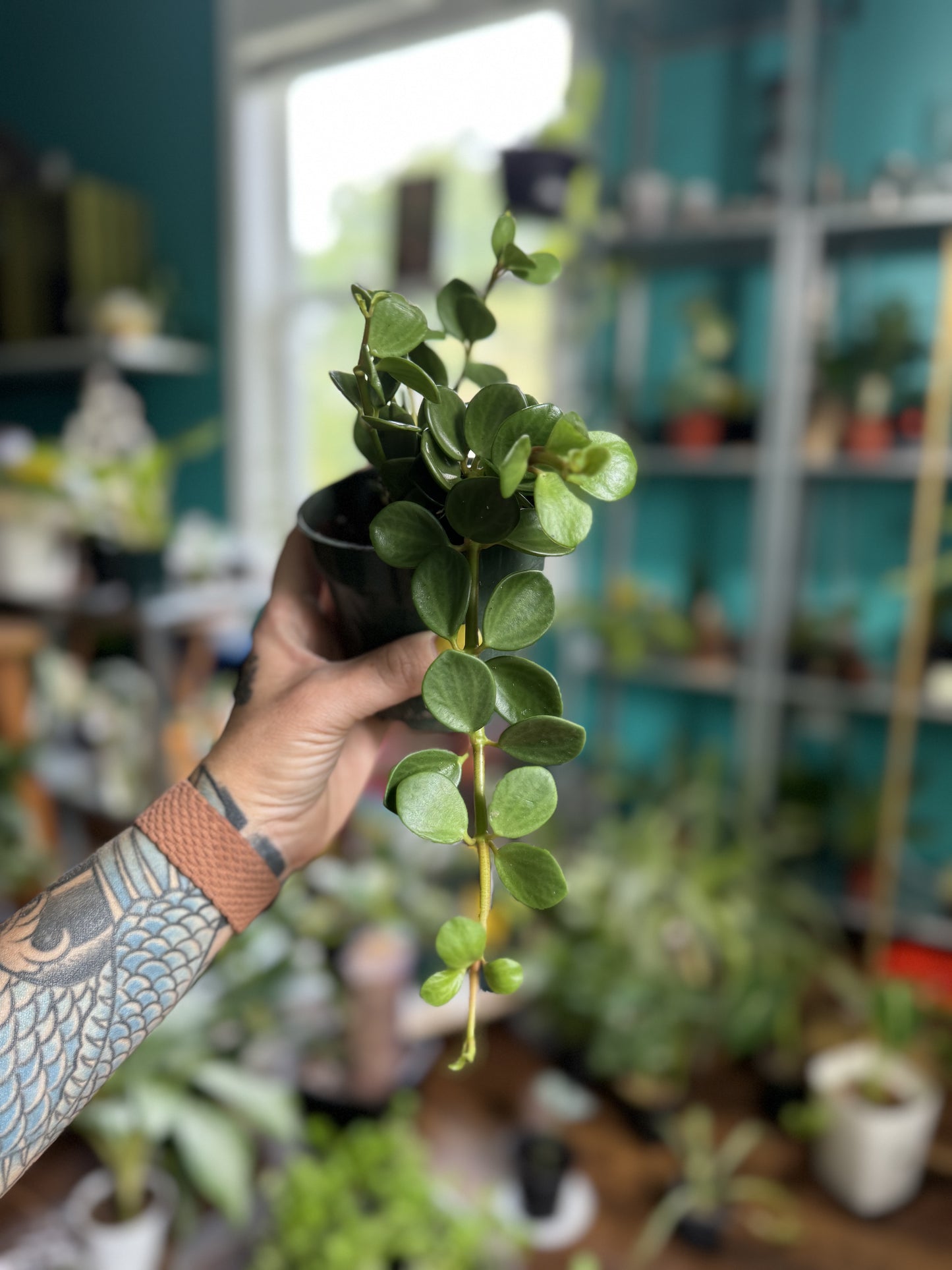 Peperomia Hope