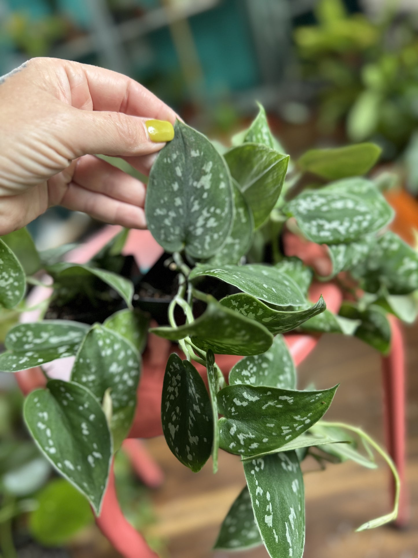 Satin Pothos